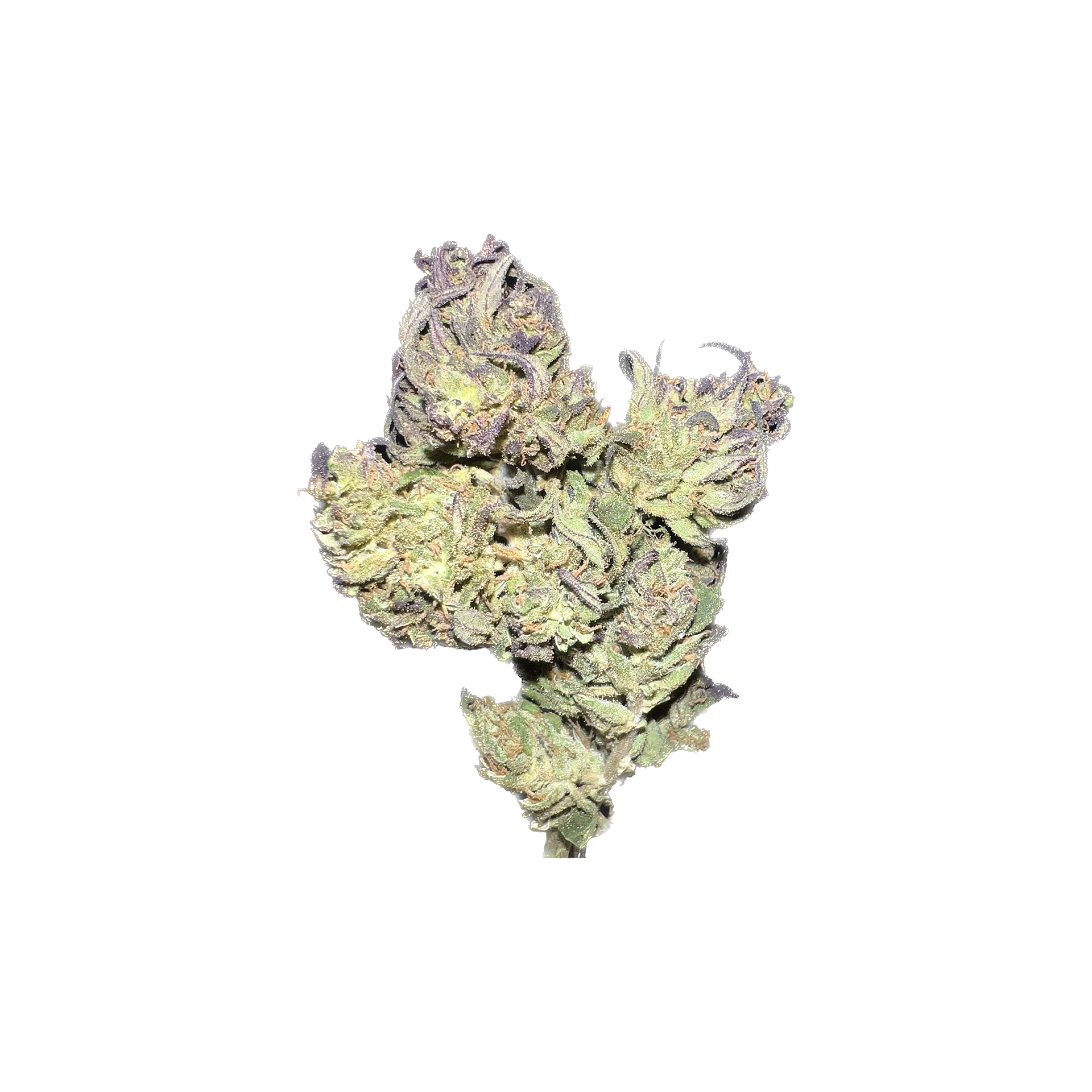 Purple Hans - Bio CBD Cannabis (10g)