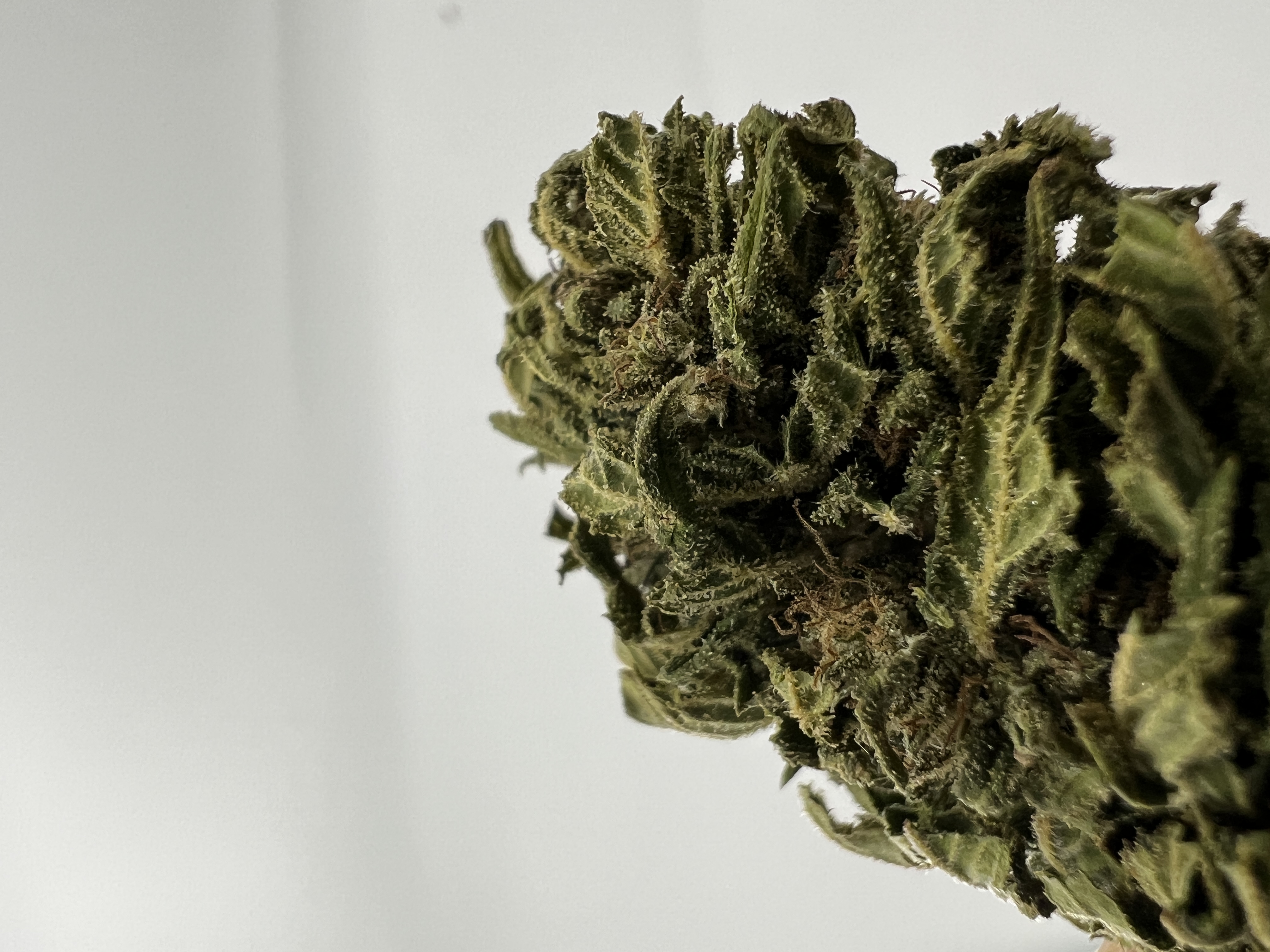 Spirit of Hans 2.0 - Bio CBD Cannabis (10g)